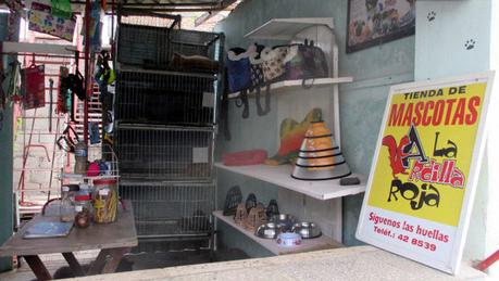 ABREN EN HOLGUÍN LA PRIMERA TIENDA DE MASCOTAS La ardilla roja es fruto de la iniciativa de un empresario privado. (Fernando Donate/14ymedio)