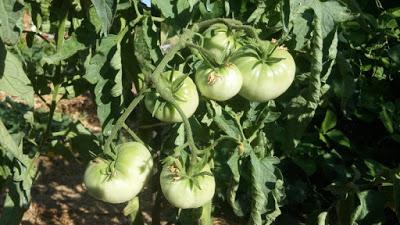 SEGUNDA PLANTACIÓN DE TOMATES DE VERANO