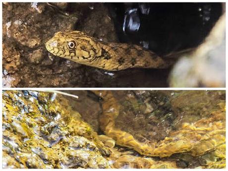 Serpiente de agua cerca de la font de la Pineda. Horta de Sant Joan (Tarragona) Serpiente de agua cerca de la font de la Pineda. Horta de Sant Joan (Tarragona)