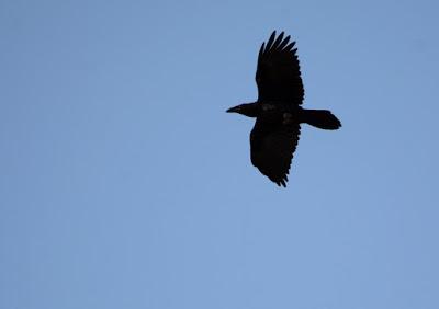 Cigarrones y aves en la meseta de Nizdafe. Cigarrones y aves en la meseta de Nizdafe.