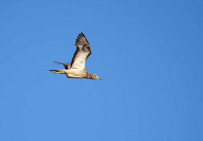 Cigarrones y aves en la meseta de Nizdafe. Cigarrones y aves en la meseta de Nizdafe.
