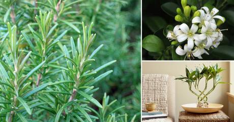 Recomendados ECO del mes de Junio plantas-felicidad