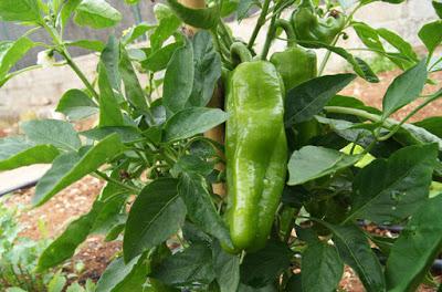 pimientos en maceta