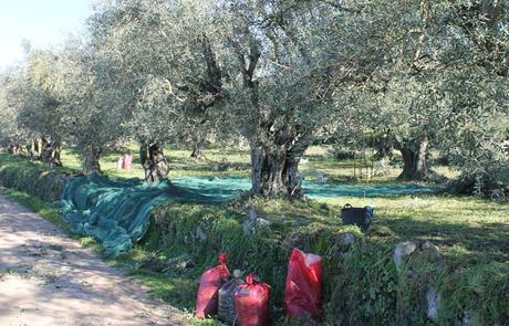 Senda del Duero: Pinilla-Fermoselle Recogida de la aceituna en Fermoselle