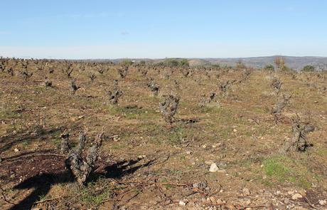 Senda del Duero: Pinilla-Fermoselle Viñedos junto a Fermoselle