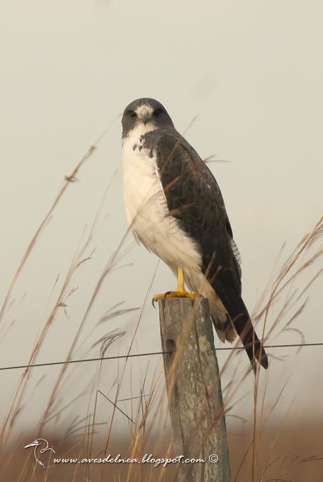 Aguilucho alas largas (White-tailed hawk) Geranoaetus albicaudatus Aguilucho alas largas (White-tailed hawk) Geranoaetus albicaudatus