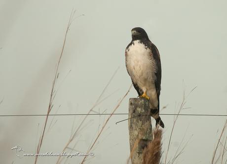 Aguilucho alas largas (White-tailed hawk) Geranoaetus albicaudatus Aguilucho alas largas (White-tailed hawk) Geranoaetus albicaudatus