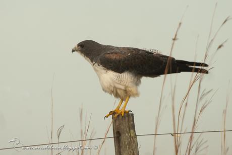 Aguilucho alas largas (White-tailed hawk) Geranoaetus albicaudatus Aguilucho alas largas (White-tailed hawk) Geranoaetus albicaudatus