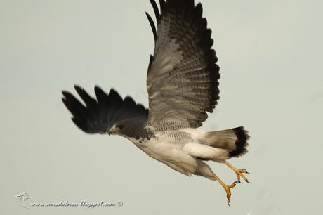 Aguilucho alas largas (White-tailed hawk) Geranoaetus albicaudatus Aguilucho alas largas (White-tailed hawk) Geranoaetus albicaudatus