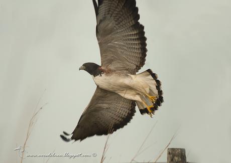 Aguilucho alas largas (White-tailed hawk) Geranoaetus albicaudatus Aguilucho alas largas (White-tailed hawk) Geranoaetus albicaudatus