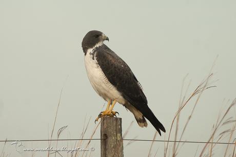 Aguilucho alas largas (White-tailed hawk) Geranoaetus albicaudatus Aguilucho alas largas (White-tailed hawk) Geranoaetus albicaudatus