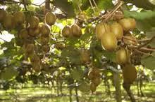 Lo que necesitas leer al soñar con kiwis. sueño con kiwis