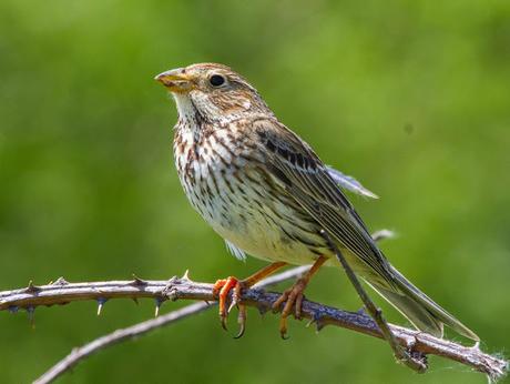 FAUNA ALAVESA TRIGUERO