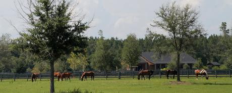 Caballos en una de tantas fincas