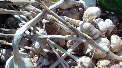 cosechar ajos cosechar ajos