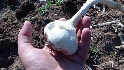 Como cosechar los Ajos Como cosechar los Ajos