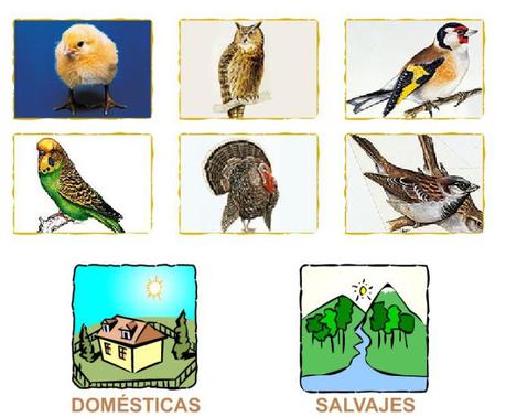 Aves de corral y aves silvestres