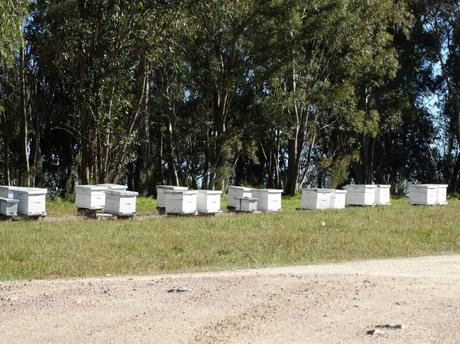 URUGUAY: Apicultores lamentan falta de apoyo ante daños por la sequía