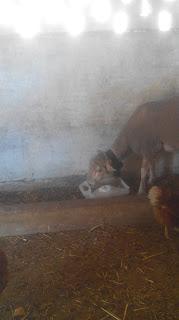 Aporte de sal a los animales Aporte de sal a los animales