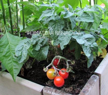 tomates1