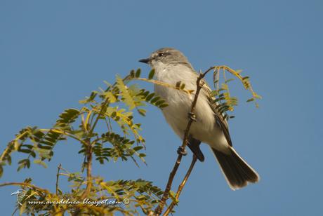 Suirirí común (Suiriri Flycatcher) Suiriri suiriri