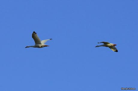 Censo Neotropical de Aves Acuáticas (julio 2015)