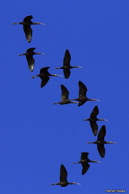 Censo Neotropical de Aves Acuáticas (julio 2015)