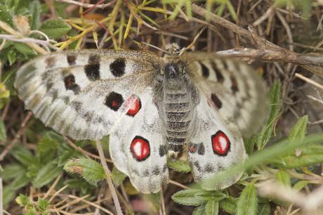 Parnassius apollo asturiensis Parnassius apollo asturiensis