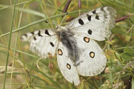 Parnassius apollo asturiensis Parnassius apollo asturiensis