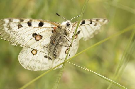 Parnassius apollo asturiensis Parnassius apollo asturiensis