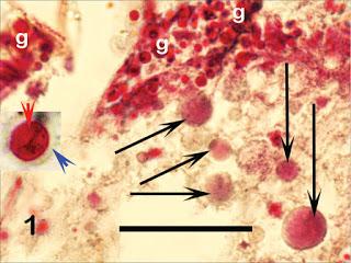 ¿Qué comen los artrópodos terrestres en cuevas? ¿Qué comen los artrópodos terrestres en cuevas?