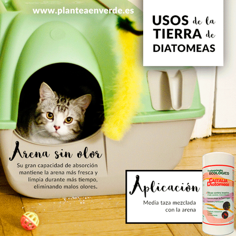 diatomeas arena de gato