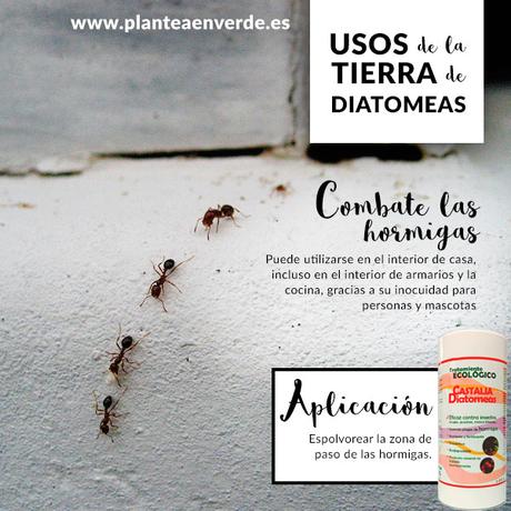 tierra de diatomeas contra hormigas