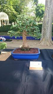 Masia Freixas , exposicion en el parque . Masia Freixas , exposicion en el parque .