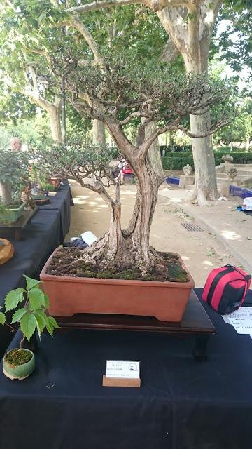 Masia Freixas , exposicion en el parque . Masia Freixas , exposicion en el parque .