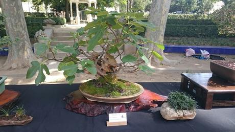 Masia Freixas , exposicion en el parque . Masia Freixas , exposicion en el parque .