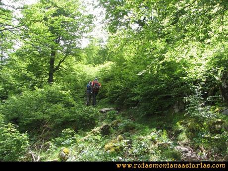 Ruta Tielve Peña Maín: Entrando en el bosque Ruta Tielve Peña Maín: Entrando en el bosque