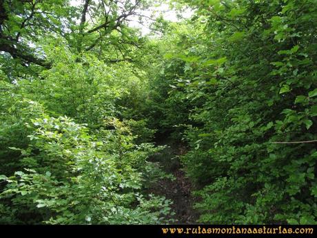 Ruta Tielve Peña Maín: Vegetación sobre el camino Ruta Tielve Peña Maín: Vegetación sobre el camino