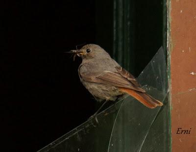 NO ES TIEMPO DE VACACIONES PARA LAS AVES