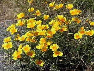 Amapola de California