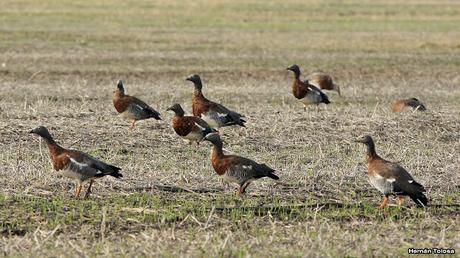 En busca de los cauquenes migratorios En busca de los cauquenes migratorios