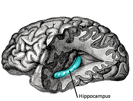 Hipocampo. Fuente Wikipedia