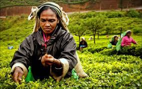 Las rutas del té I Resultado de imagen para las rutas del té