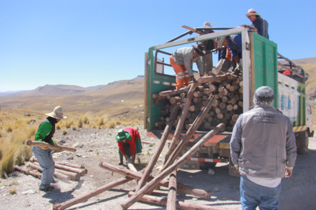 Mejoramiento de pastos y forrajes en comunidad de Collana Alta pastos-collana