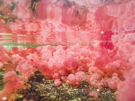 Macarenia Clavigera Caño Cristales