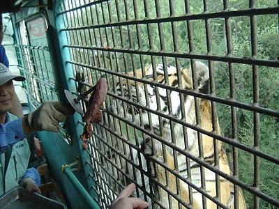 El lugar donde se puede alimentar tigres con animales vivos