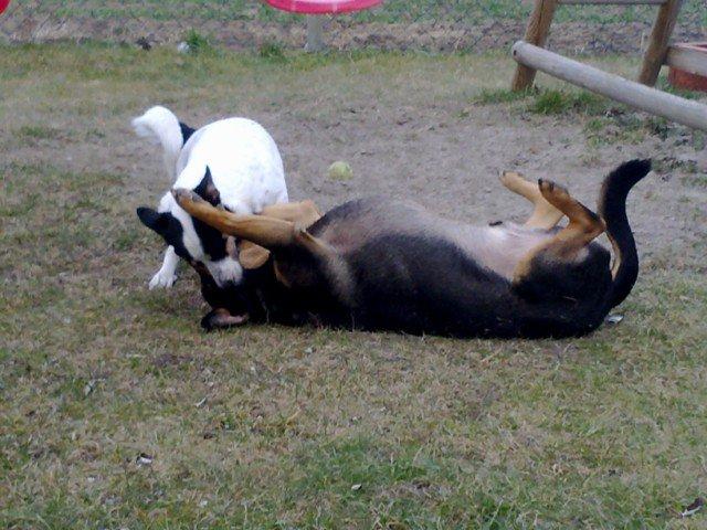 Historias de adoptados. Nayro Historias de adoptados. Nayro