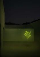 La bioluminiscencia sustituirá al alumbrado artificial La bioluminiscencia sustituirá al alumbrado artificial