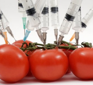 El gobierno, la comida, transgénicos, lo que nos espera El gobierno, la comida, transgénicos, lo que nos espera