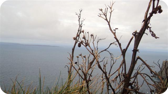 Cliffs of Moher